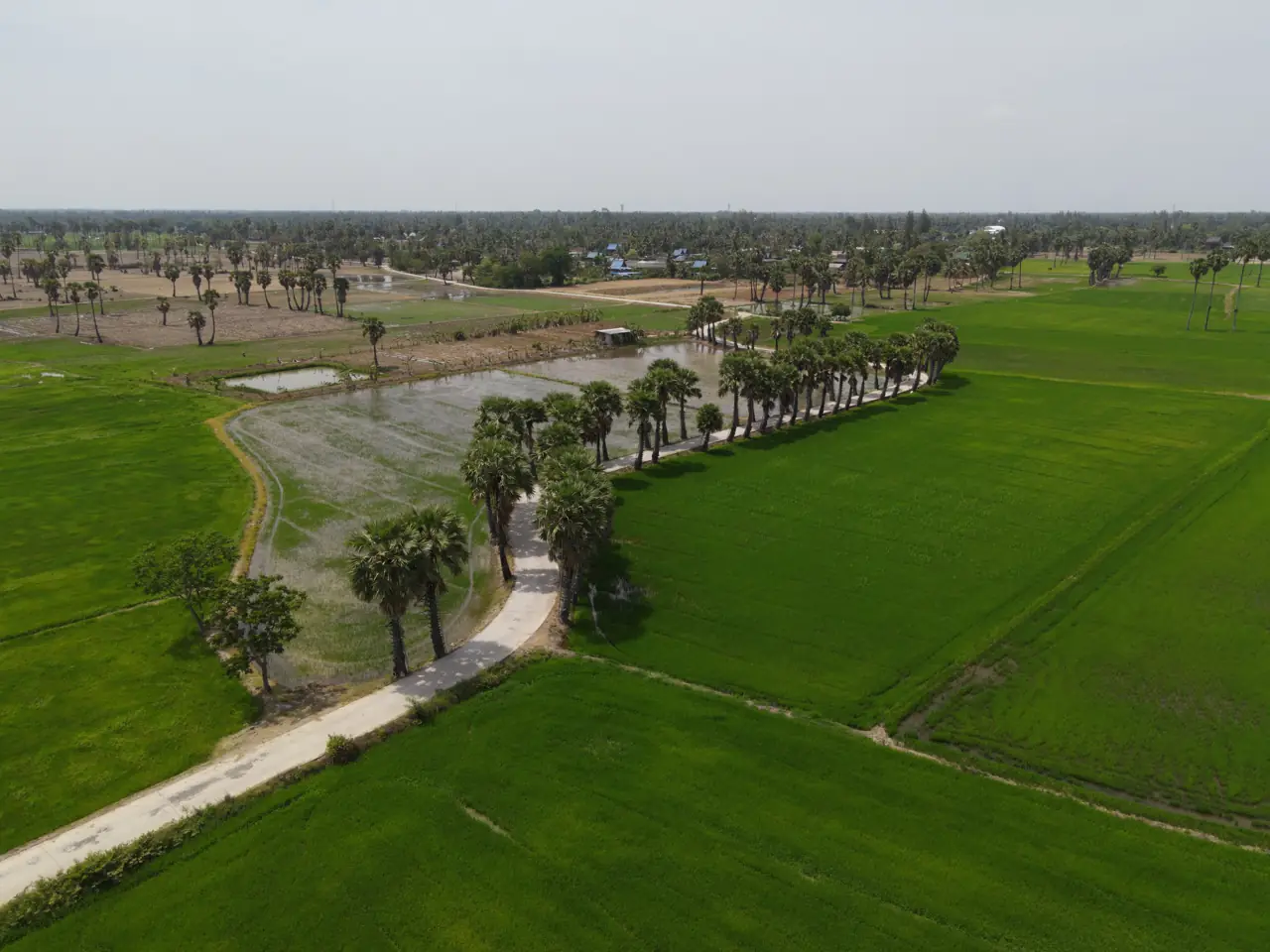 Sugar palms along a road between rice fields