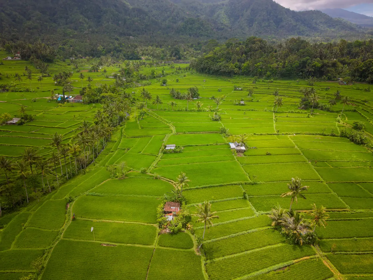 Rice fields in a green valley