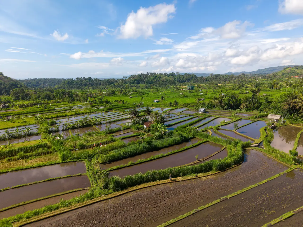 Rice paddies under a blue sky