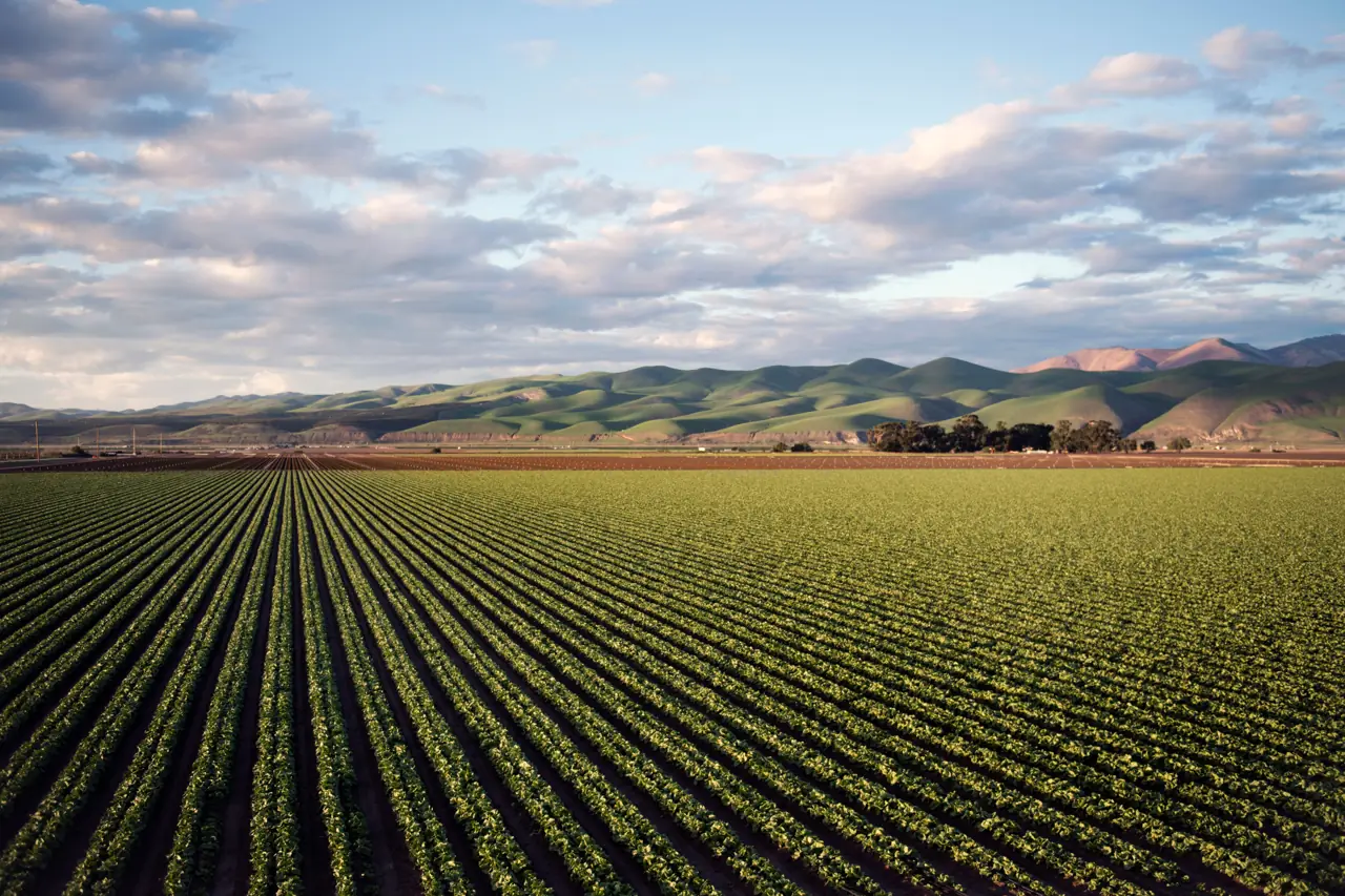 Rows of crops running towards hills under a bright sky