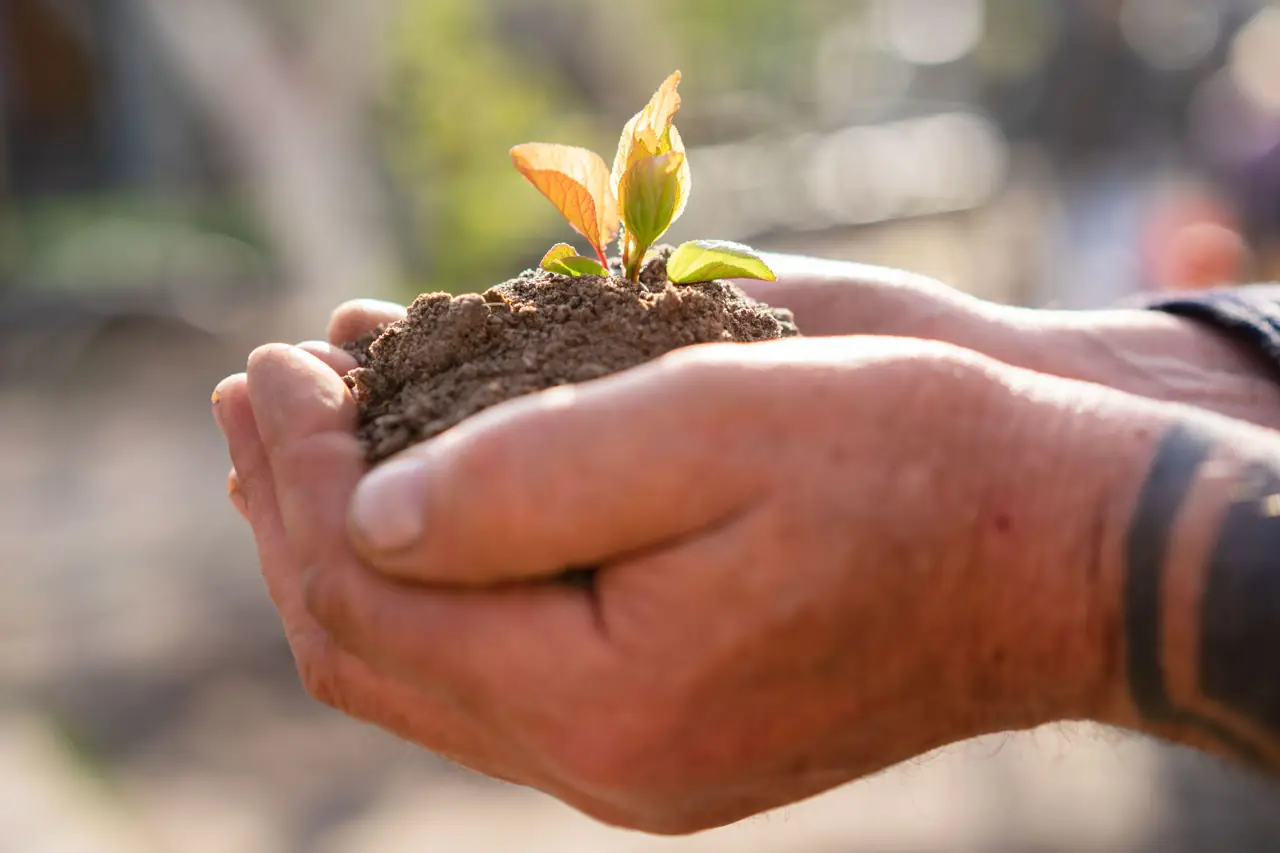 Hands holding a seedling in fresh soil