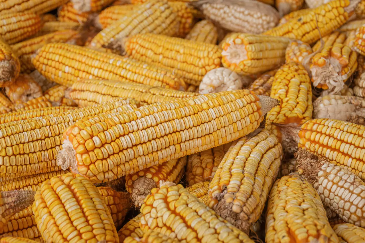 Harvested maize cobs