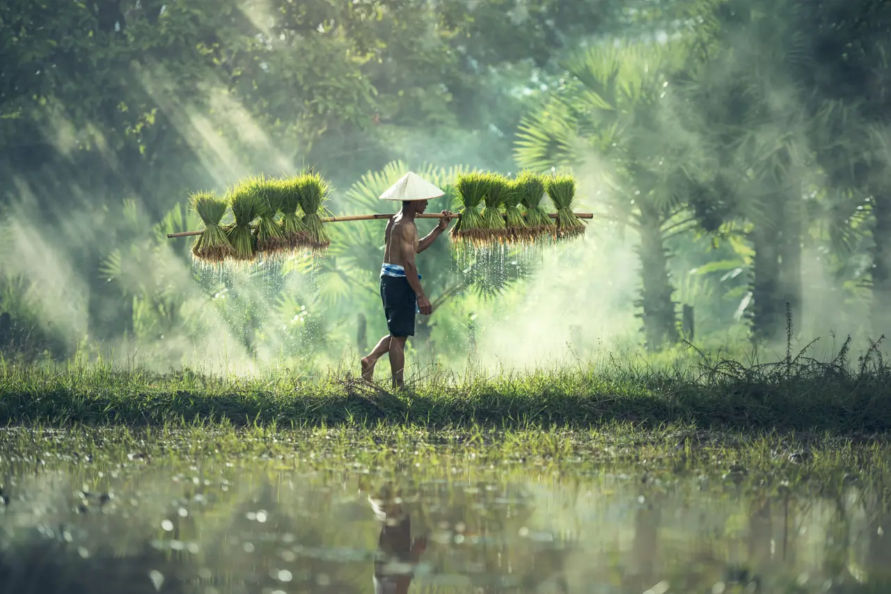 A farmer carrying rice seedlings across a paddy field at sunrise