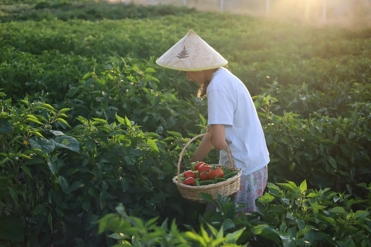 A grower picking vegetables into a basket