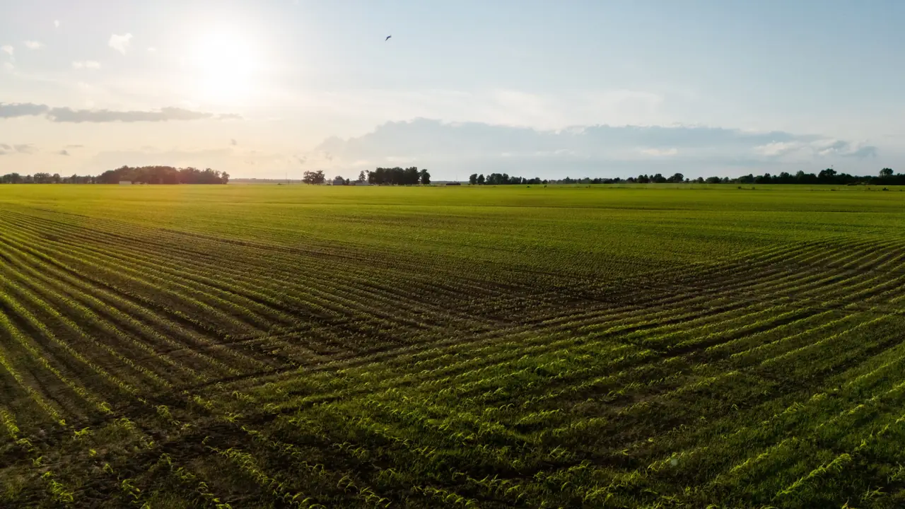 Sunrise over a wide green field