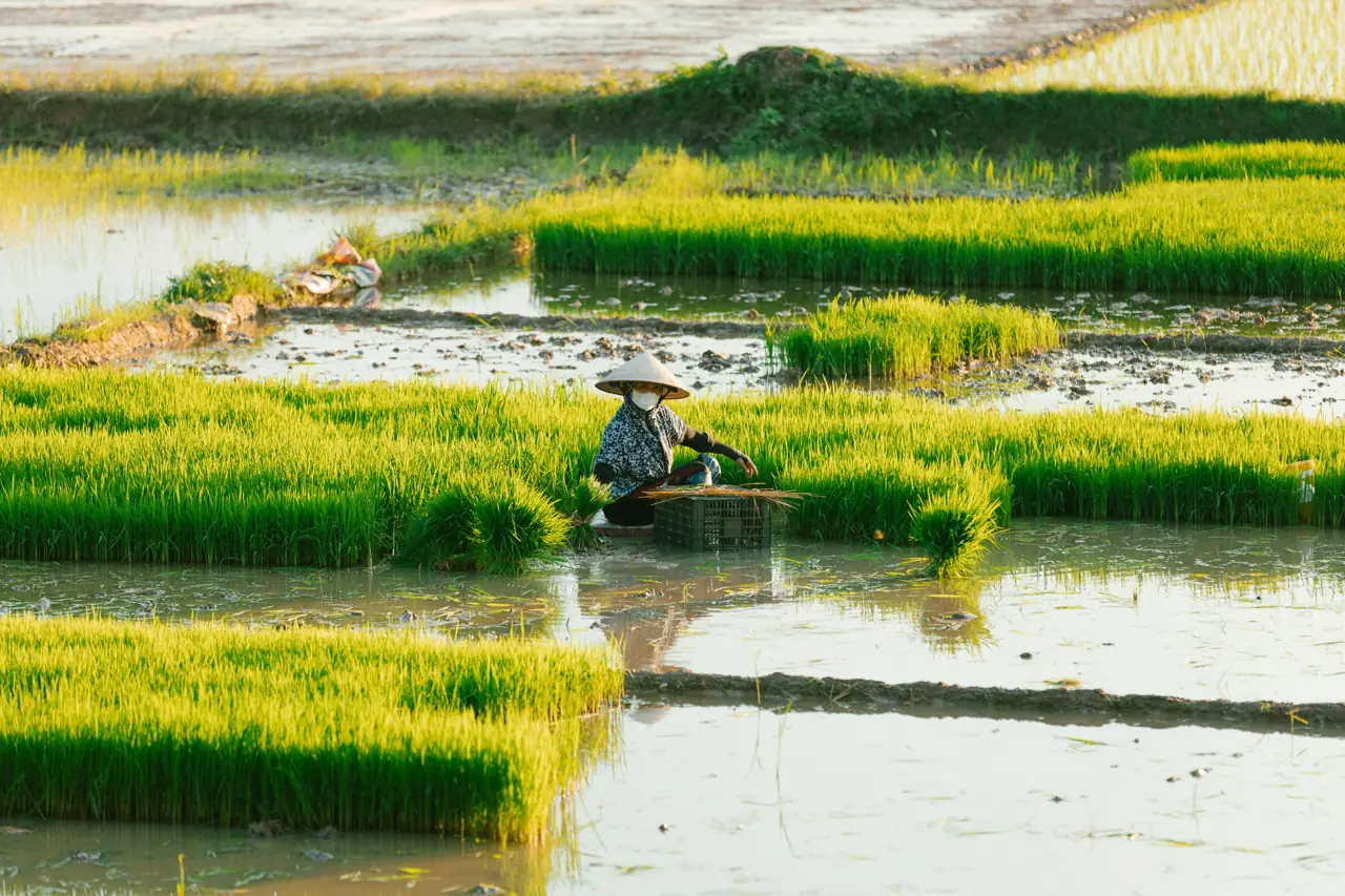 Rice seedlings ready for planting