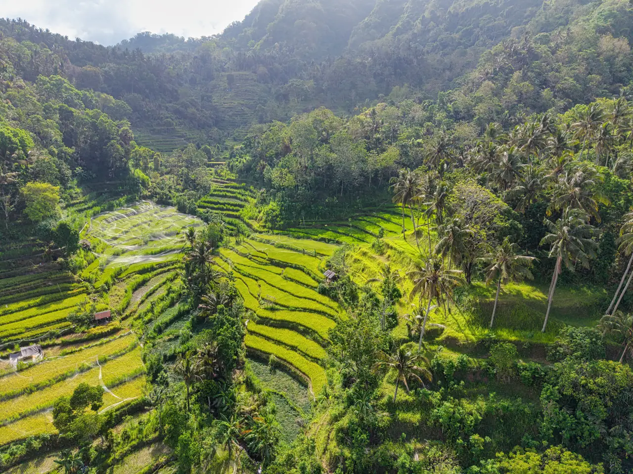 Terraced rice fields in a valley