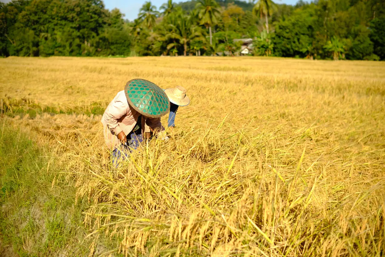 Farmers harvesting golden rice by hand