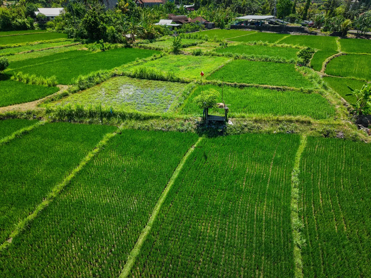 Green rice fields seen from above