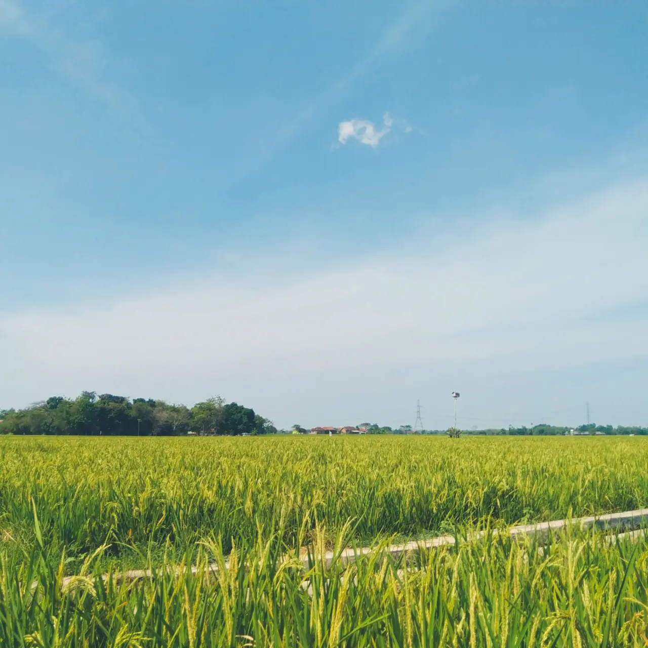 Green rice fields under a clear sky