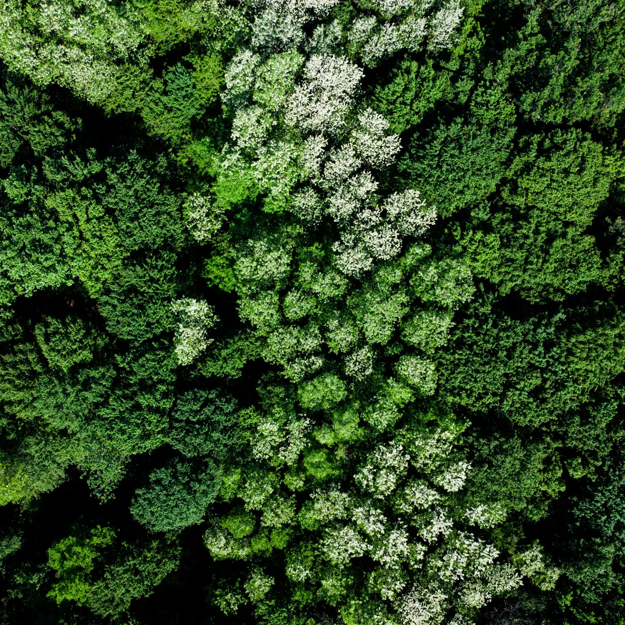 A forest seen from above
