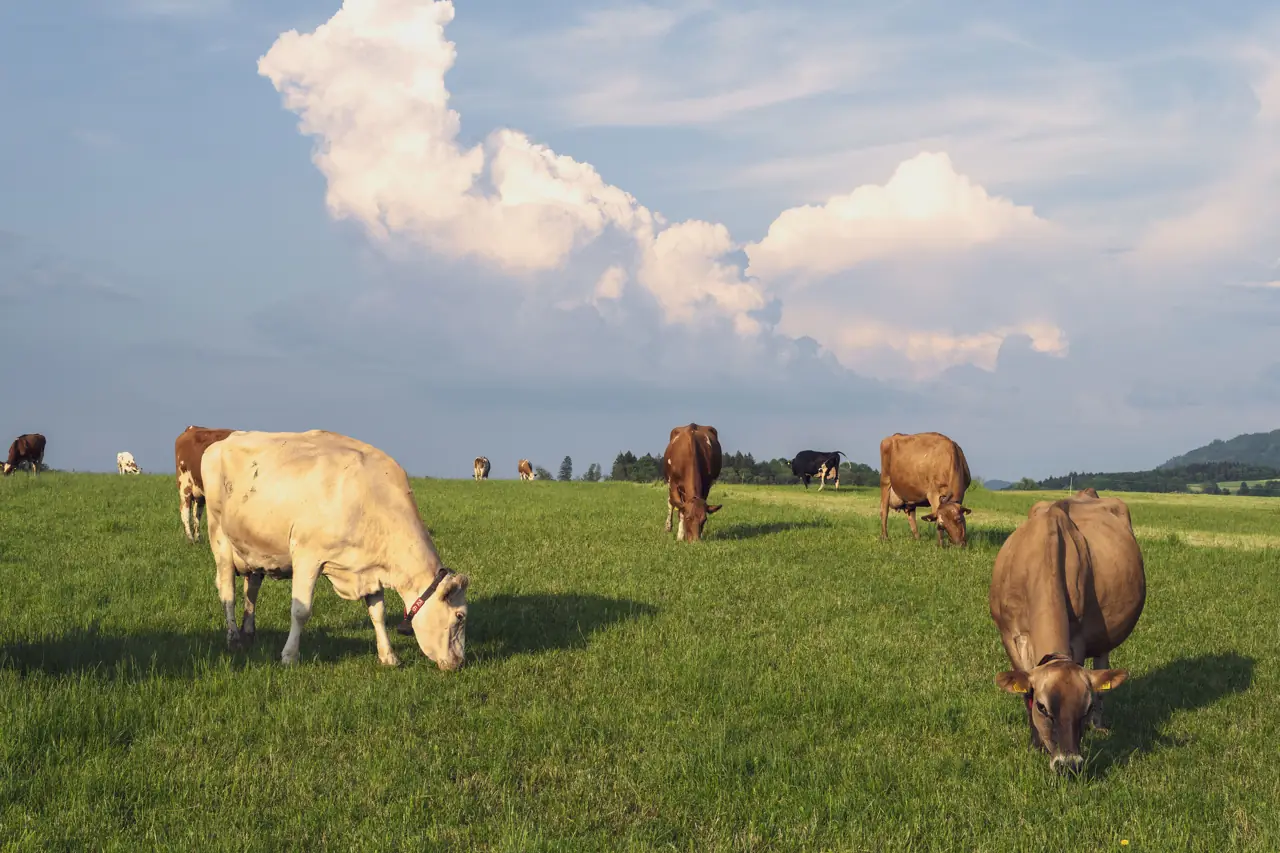Cattle grazing on open pasture