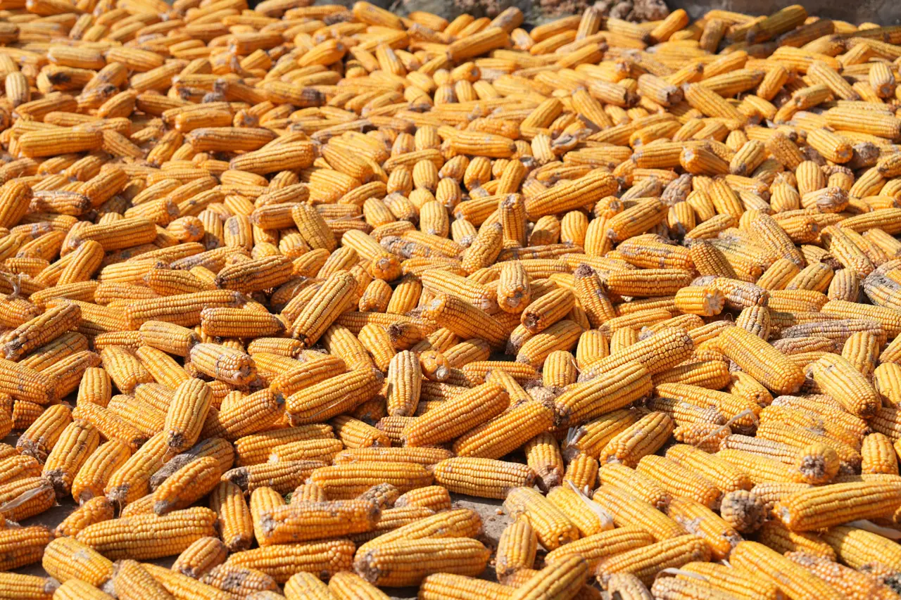 Maize kernels