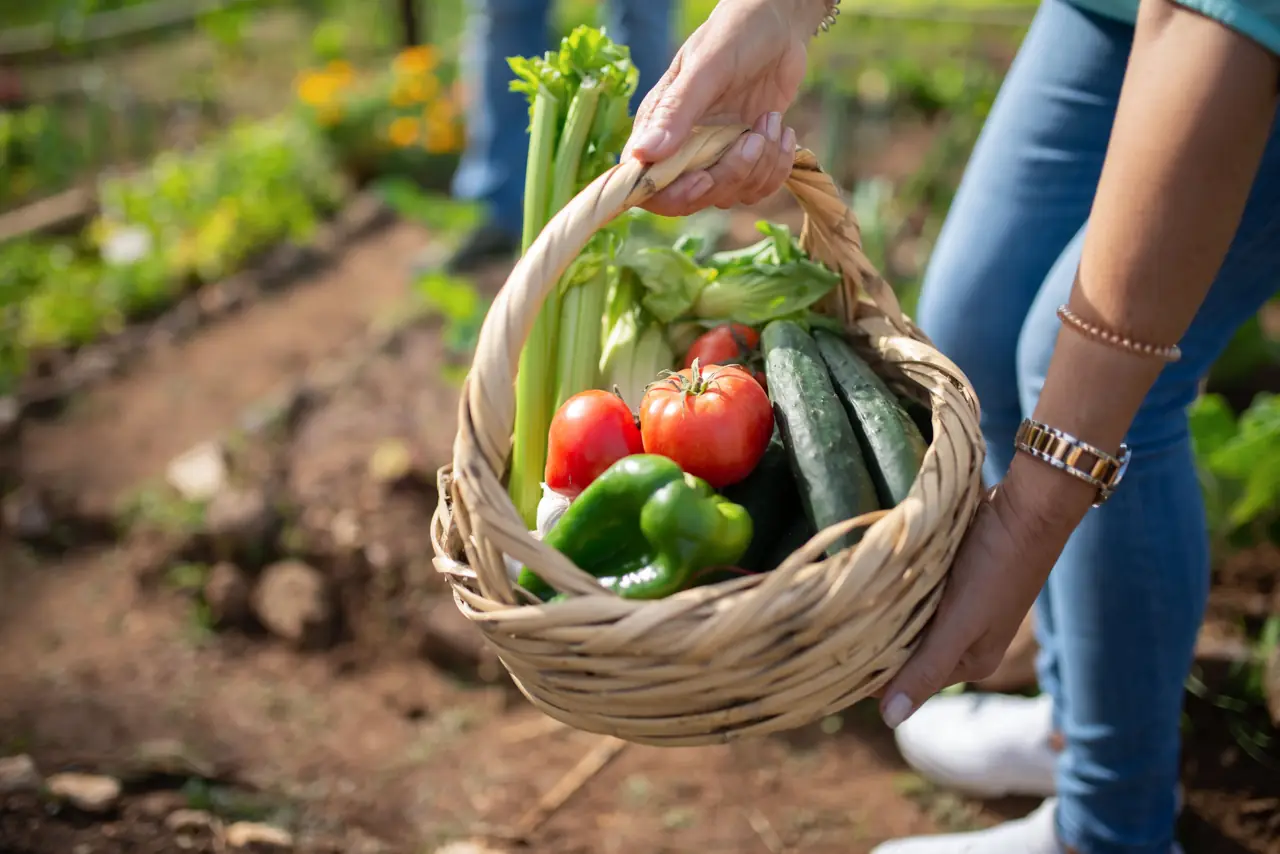 A basket of freshly picked vegetables