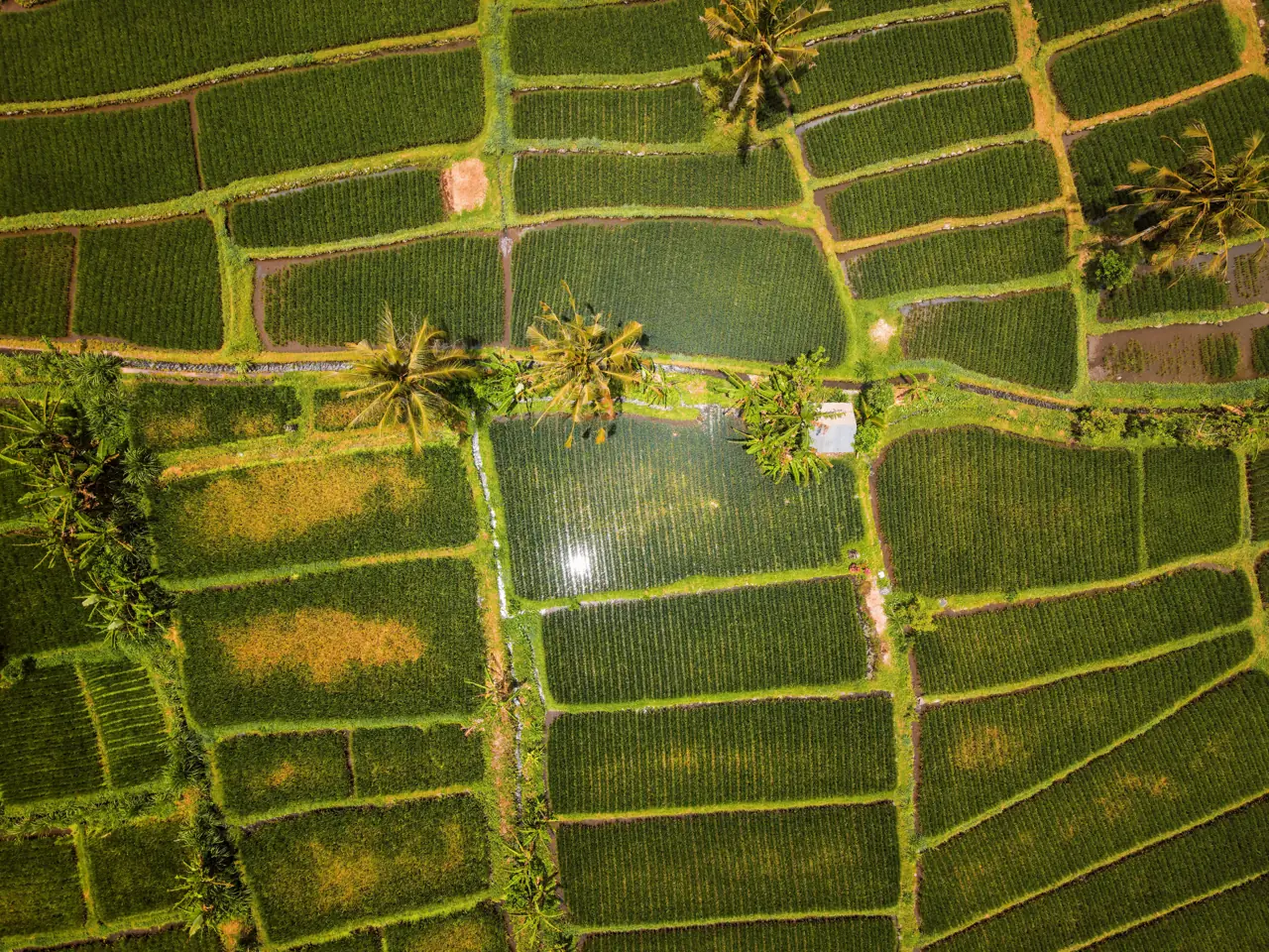 Rice paddies seen from above