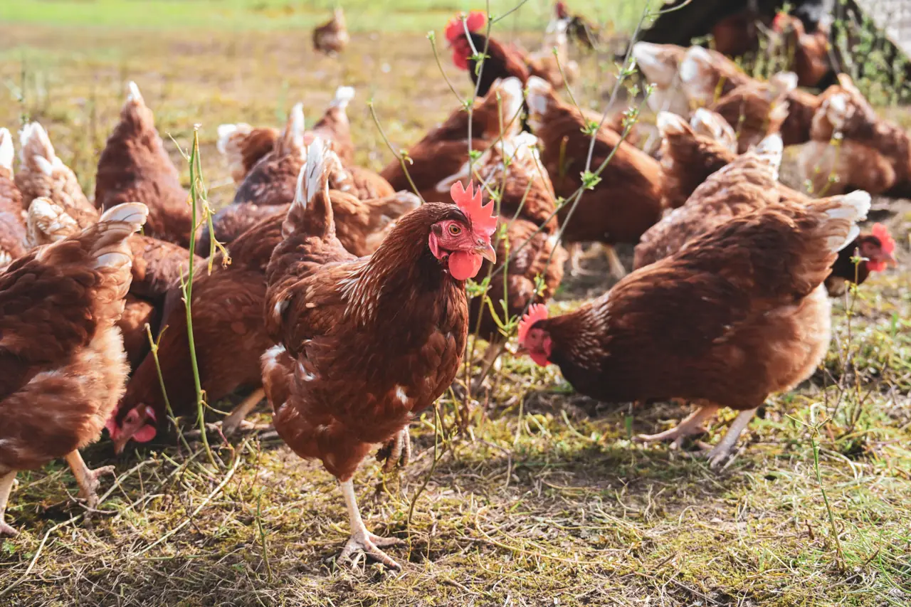 Hens foraging outdoors