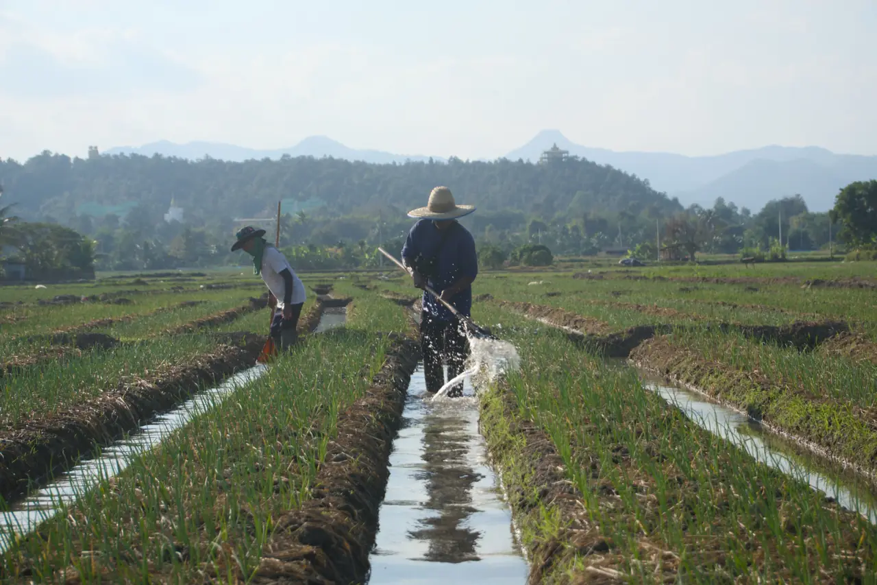 Two growers watering rows of vegetables, mountains behind