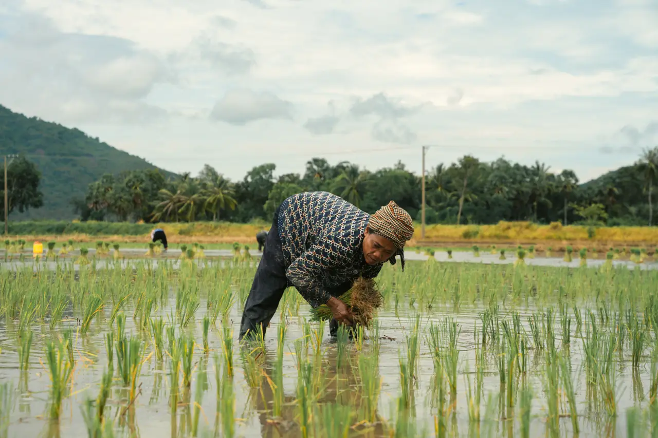 A farmer planting rice seedlings in a flooded paddy, hills behind