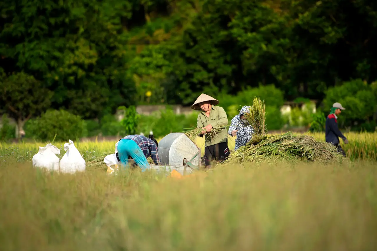 Farmers gathering the rice harvest in a field