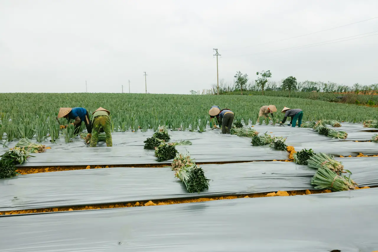 Growers harvesting spring onions on a mulched field