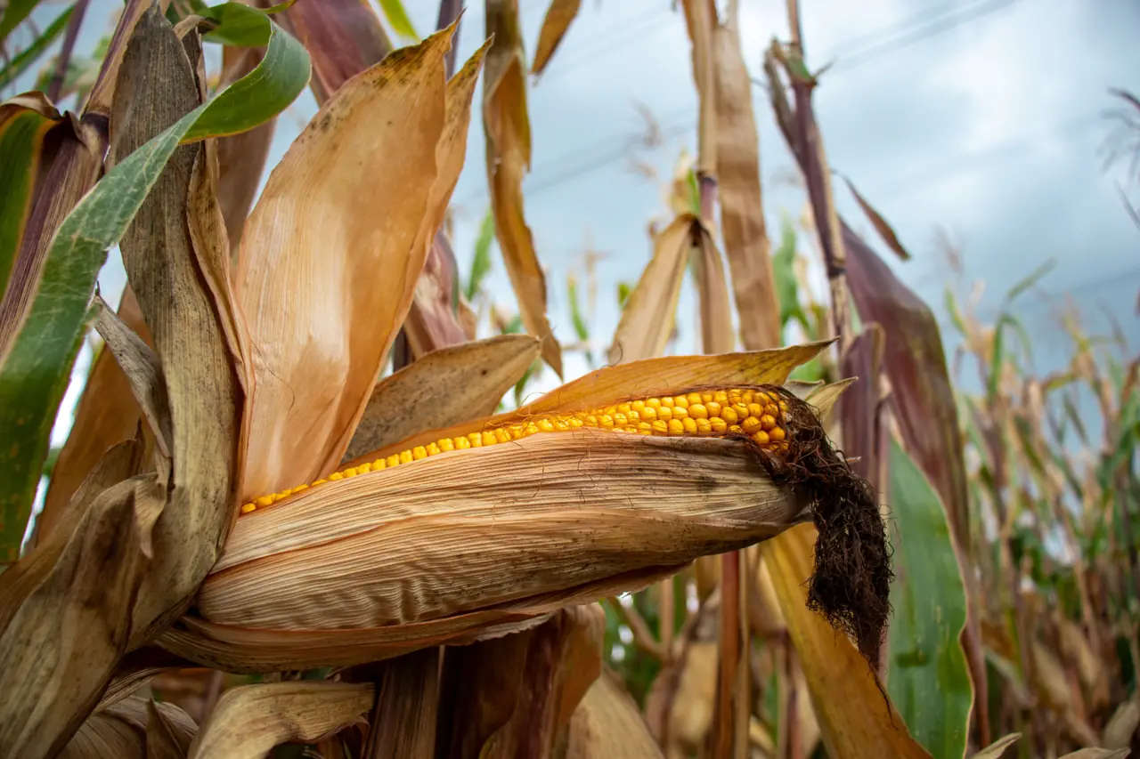 Ripe maize on the plant in a feed crop field