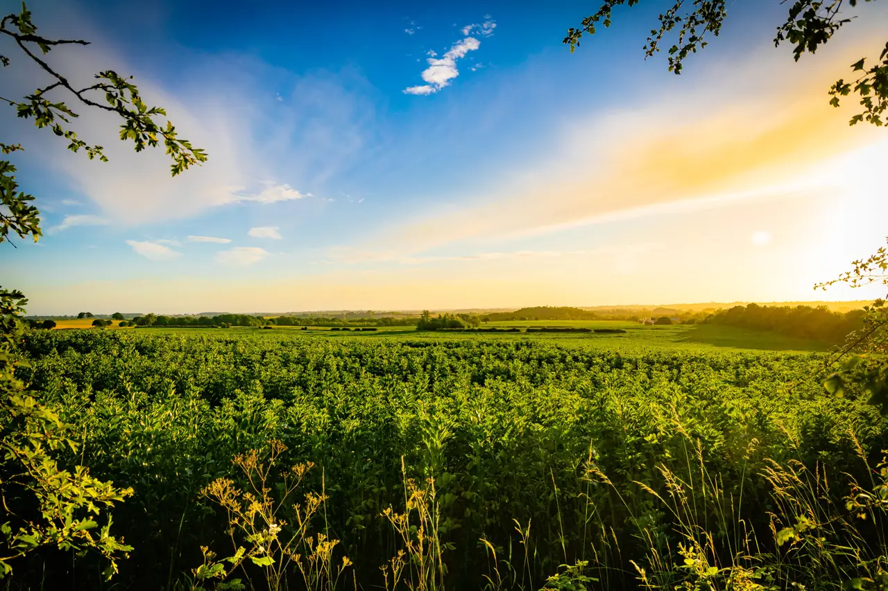 A green field under a bright sky