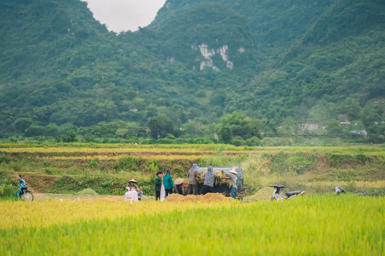 Farmers bringing in the rice harvest together below limestone hills