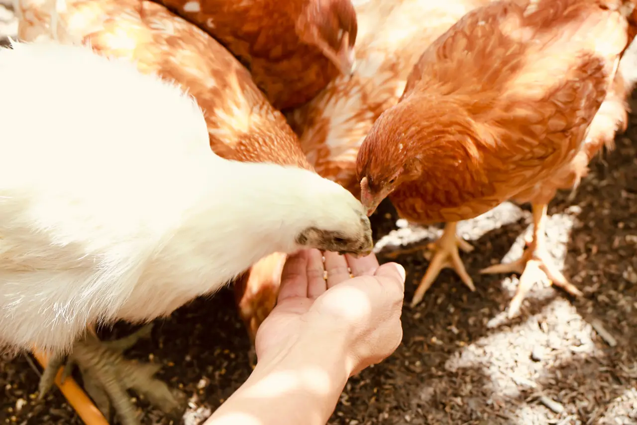 A farmer's hand feeding grain to free-range hens