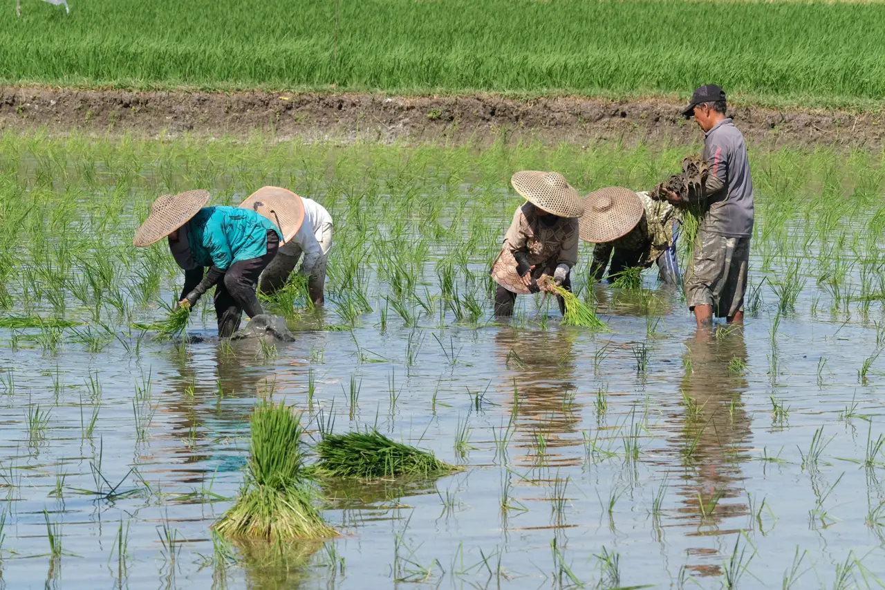 Farmers planting rice together